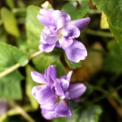 Violeta perfumada 'Parme de Toulouse'